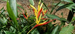 Heliconia psittacorum
