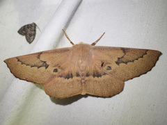 Monoctenia falernaria