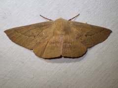 Monoctenia falernaria