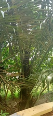 Arecaceae