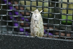 Catabenoides