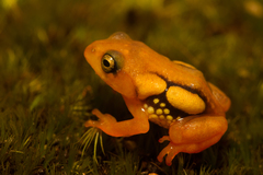 Eravikulam Bush Frog photo 1