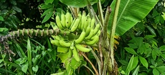 Musa acuminata