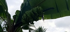Musa acuminata