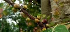 Ficus religiosa