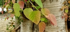 Ficus religiosa