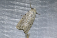Catabenoides