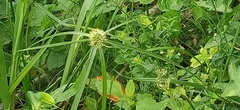 Cyperus