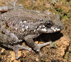 Cross-Backed Bush Frog photo 4