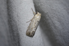 Catabenoides