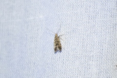 Neodactylota