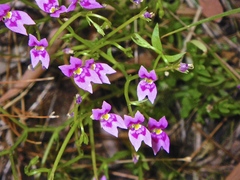 Stylidium fluminense