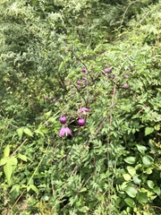 Clematis ranunculoides