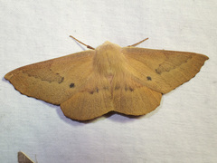 Monoctenia falernaria