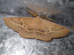 Monoctenia falernaria