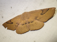 Monoctenia falernaria