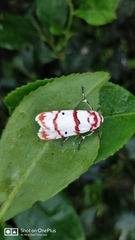 Cyana perornata