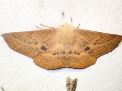 Monoctenia falernaria