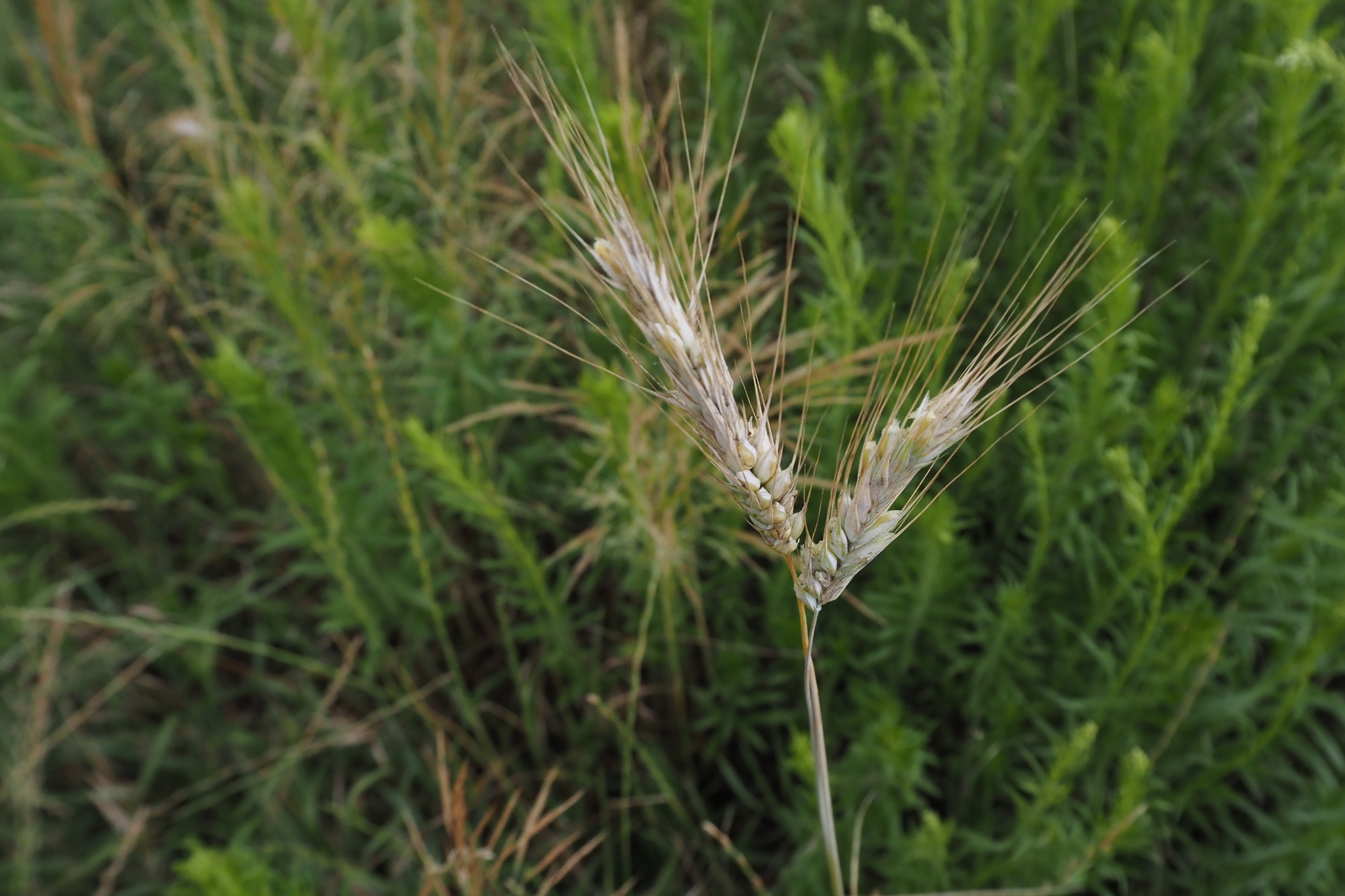 Triticale