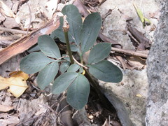 Amorphophallus atroviridis