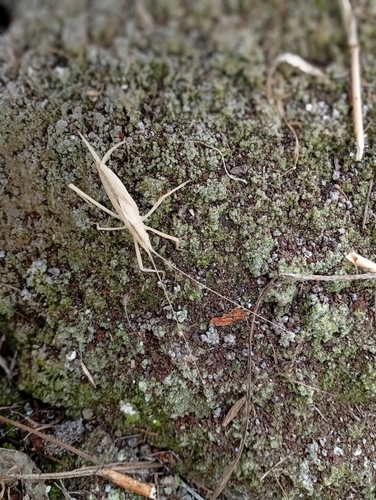 Aphractus acuminatus observed 2024-11-19