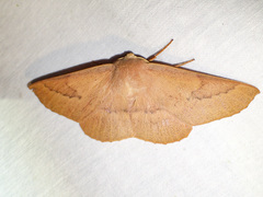 Monoctenia falernaria