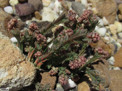 Psammotropha anguina