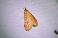 Ostrinia
