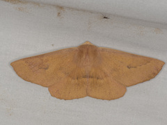 Monoctenia falernaria