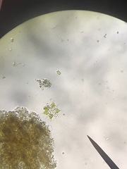 Hydrodictyaceae