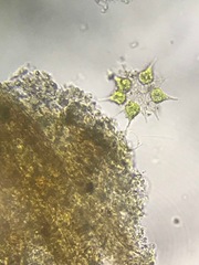 Hydrodictyaceae