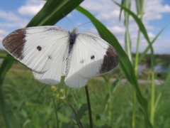 Pieris rapae