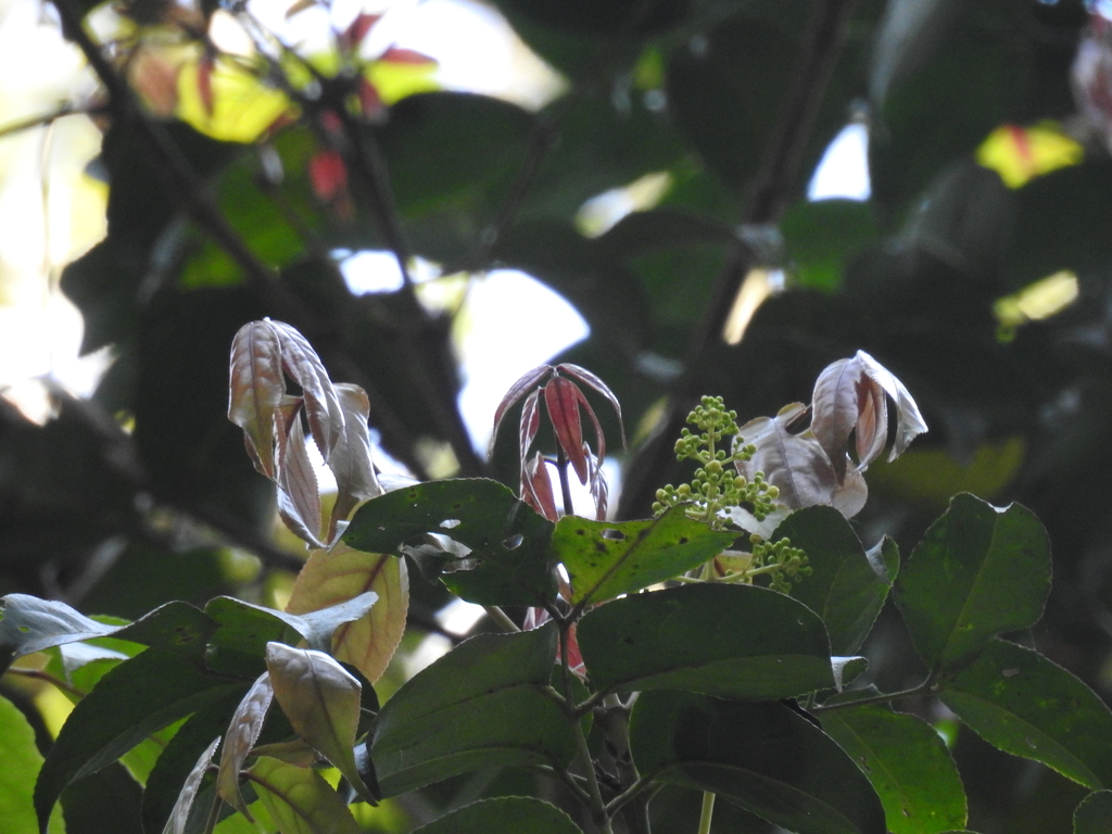 Staphylea malabarica
