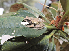 Raorchestes tinniens