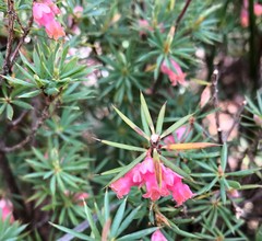 Brachyloma ericoides