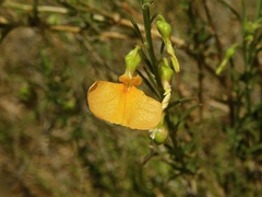 Pigea aurantiaca