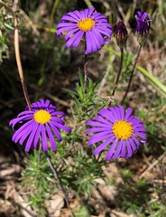 Olearia ciliata
