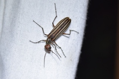 Epicauta occidentalis