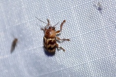 Cryptocephalus implacidus