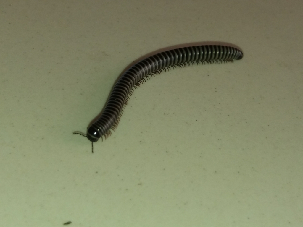 Lobed Pachyiulus