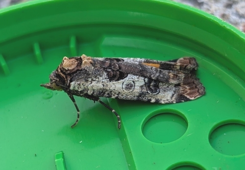 Epilecta linogrisea