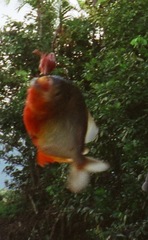 Pygocentrus nattereri