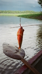 Pygocentrus nattereri