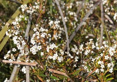 Logania linifolia