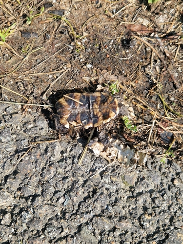 European Pond Turtle