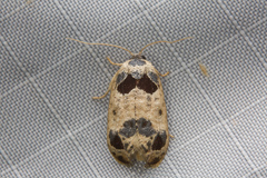 Terthreutis