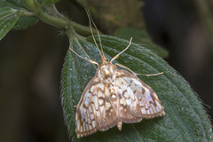 Neoanalthes pseudocontortalis