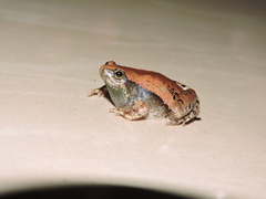 Microhyla rubra