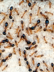 Camponotus hova