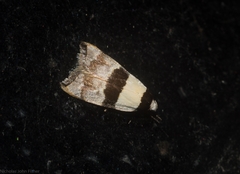 Zonopetala glauconephela